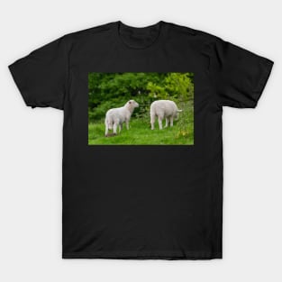 Sheep T-Shirt